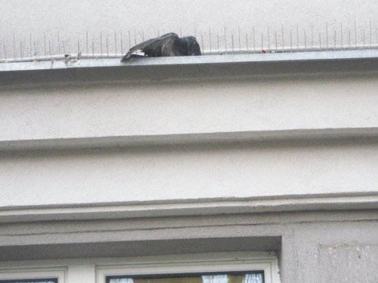 Zabezpieczenia budynków przed brudzeniem przez ptaki - galeria