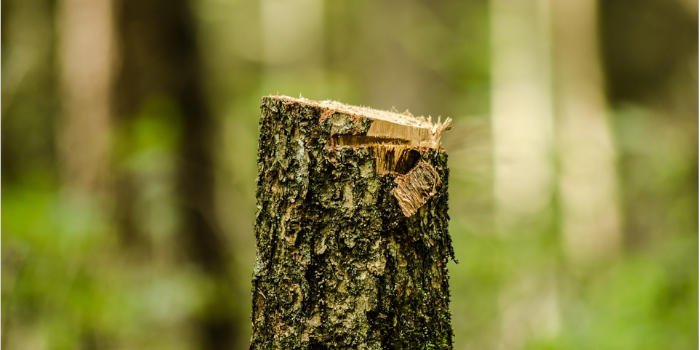 Wycinka drzew – kiedy potrzebne jest zezwolenie?