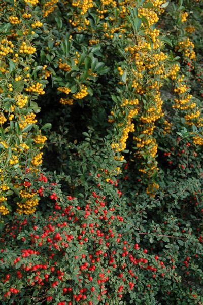 Fot. 11b. Ognik ‘Orange Glow’ w trakcie owocowania, poniżej czerwone jagody irgi