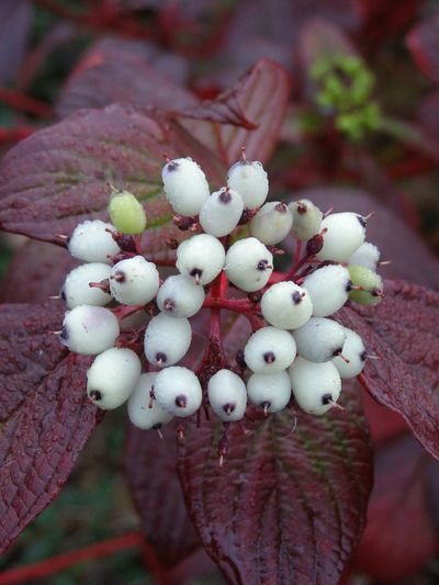 Fot. 9. Atrakcyjne owoce i czerwone pędy derenia
białego ‘Siberian Pearls’