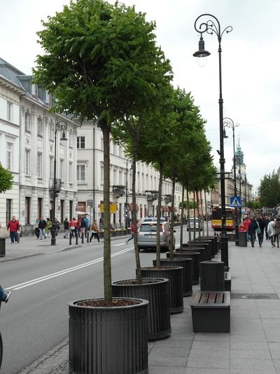 Fot. 3. Robinia akacjowa ‘Umbraculifera’ zdobi warszawską ulicę Nowy Świat.