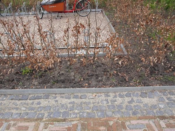 Fot. 7. Prawidłowo posadzony trzyrzędowy żywopłot
z buka.