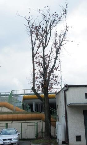 Fot. 2. Redukcja korony zdrowego jesionu