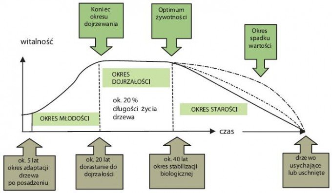 Rys. 2. Zależność między wiekiem drzewa