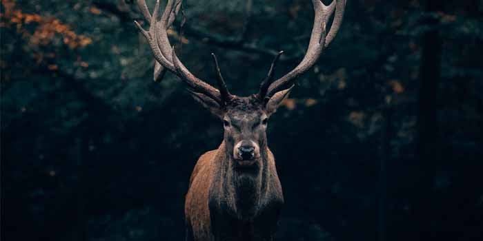 Sz&oacute;ste wielkie wymieranie trwa!; fot. unsplash