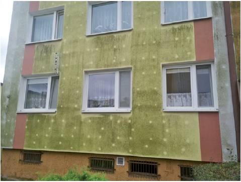 rozwoj glony elewacja