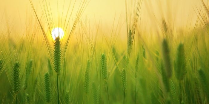 W rolnictwie i leśnictwie CO2&nbsp;może być pochłaniane z powietrza do gleby. Fot. Pixabay