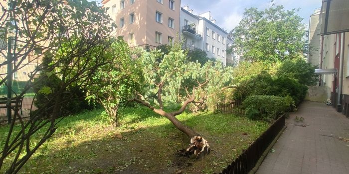 Przewr&oacute;cone drzewo na osiedlu. Fot. Michał Burlikowski