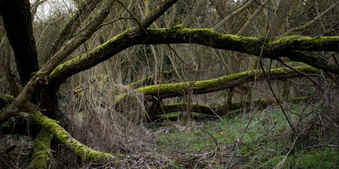 W miastach, gdzie smog i inne zanieczyszczenia stanowią coraz poważniejszy problem, miejska zieleń &ndash; drzewa, krzewy i inne rośliny działają jak naturalne filtry, biologiczne pompy, kt&oacute;re usuwają z otoczenia szkodliwe substancje, fot. Freepik